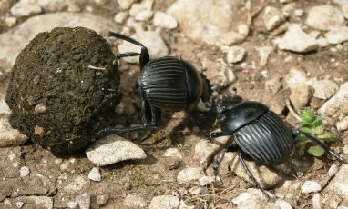 Two dung beetles fighting for possession of a dung ball